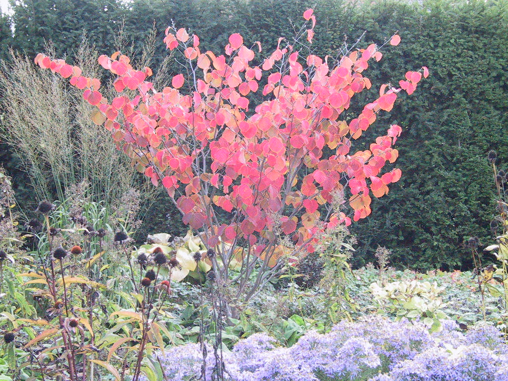 Hamamelis rot Herbstfaerbung2.jpg